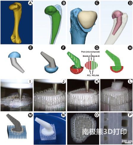 《Adv Sci》：软骨内成骨双重调节的三维生物打印各向异性支架重建肱骨头