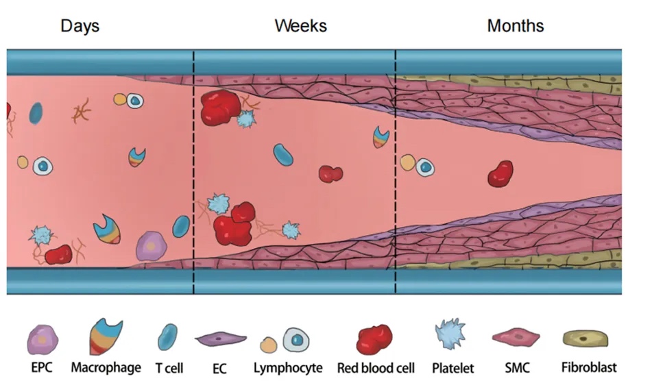 3D打印水凝胶与工程纳米晶域功能血管结构