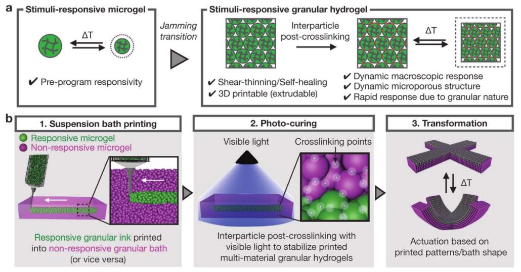 《AM》：4D打印温度响应颗粒水凝胶，可实现形状控制变形