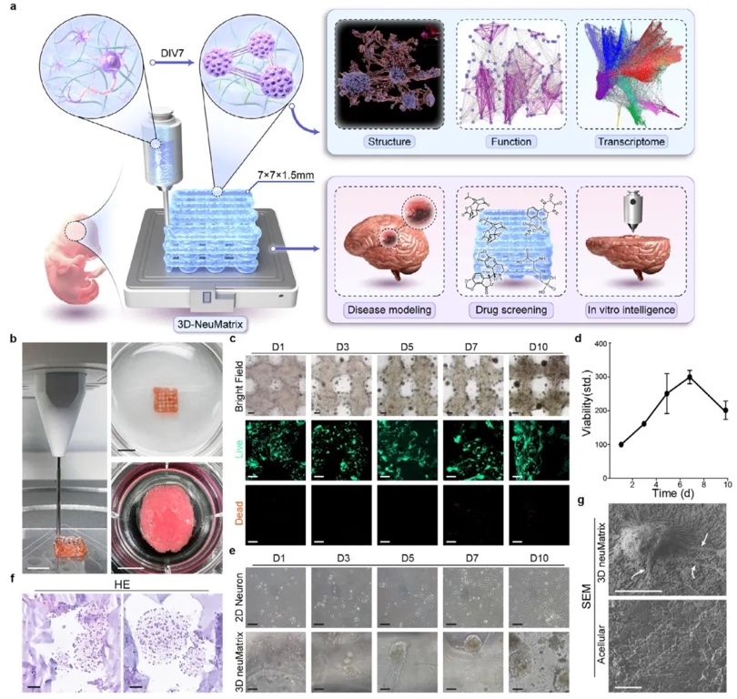 3D生物打印基质中神经网络的多尺度构建与功能研究
