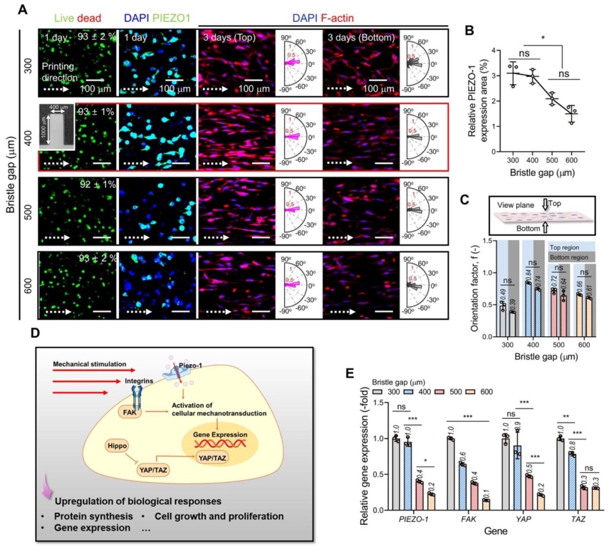 梳状辅助3D生物打印提升晚期肌生成基因表达