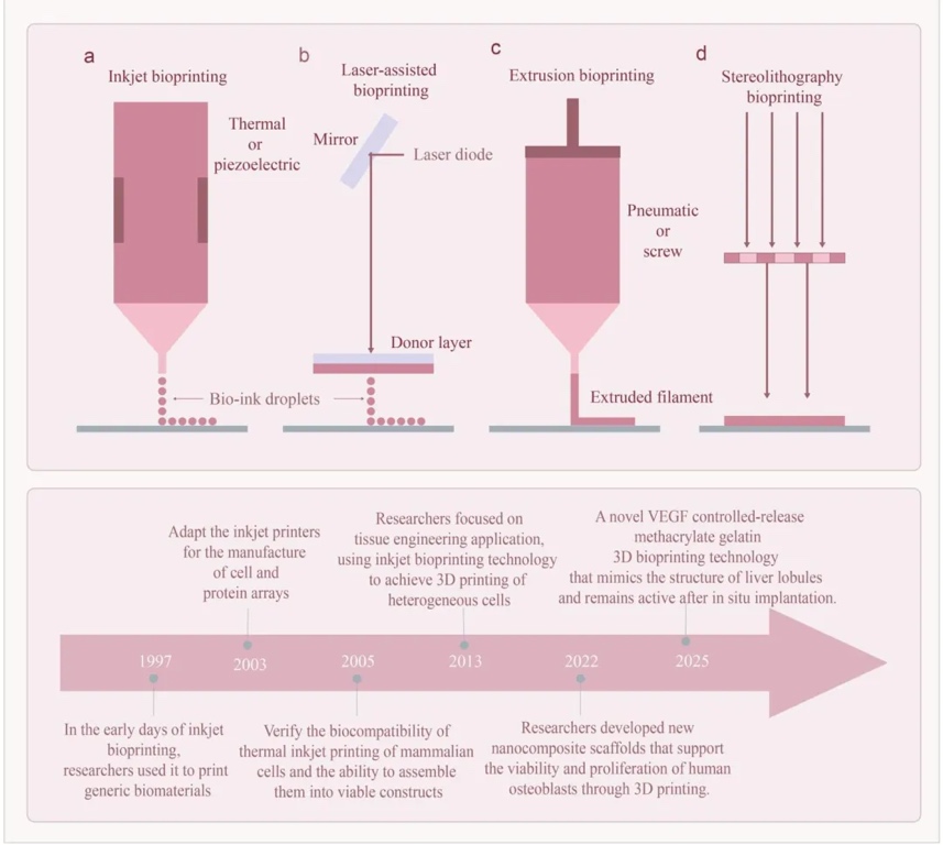 3D生物打印构建类器官与器官芯片的研究进展及应用