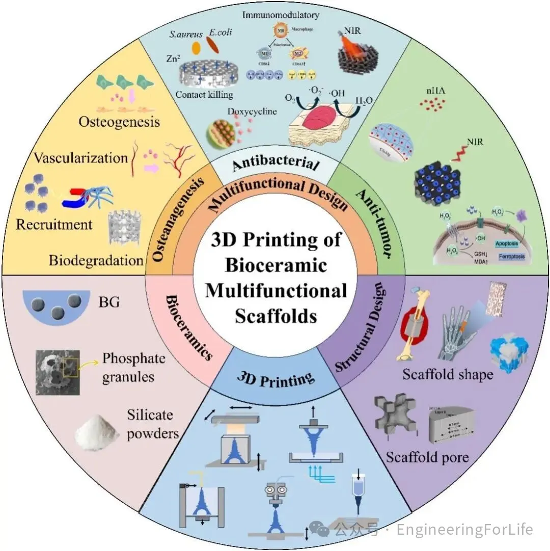 杭电邵惠锋、浙大贺永等AFM：用于骨组织工程的3D打印生物陶瓷多功能支架