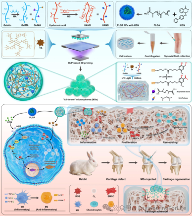 DLP生物3D打印“诊断-治疗一体化”微球：实现关节软骨的微创再生与长效修复