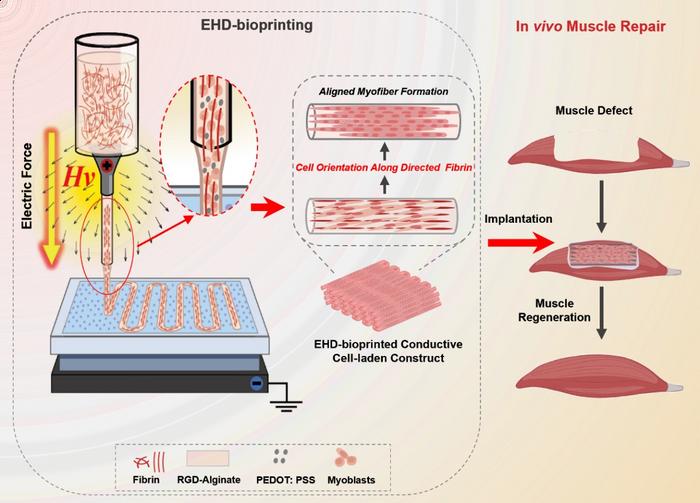 此图展示了一种新型的电液动力学（EHD）生物打印工艺