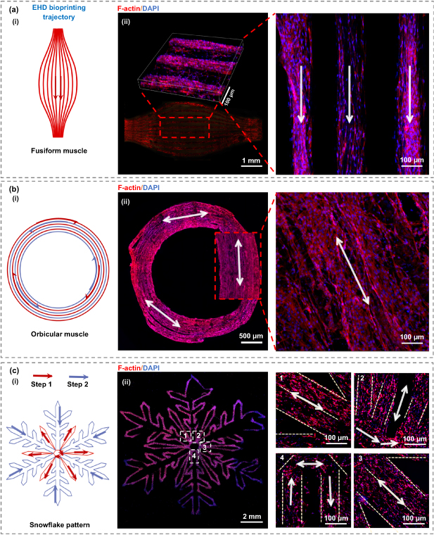 具有层特异性排列的载细胞复杂结构的 EHD 生物打印