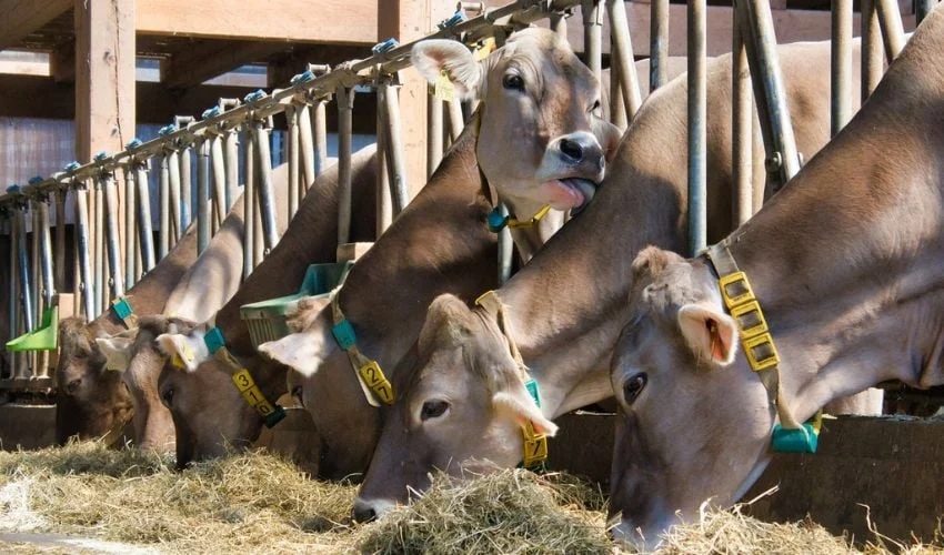 弗吉尼亚理工大学开发3D打印传感器可实现早期奶牛产乳热检测