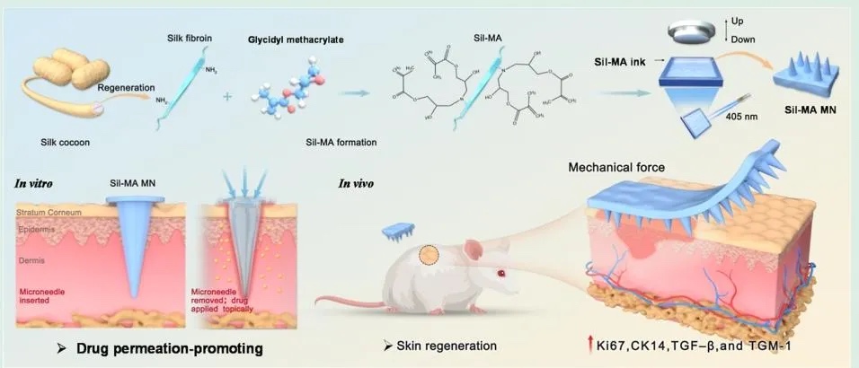 光固化3D打印丝素蛋白微针用于增强透皮递送和皮肤再生的精密工程