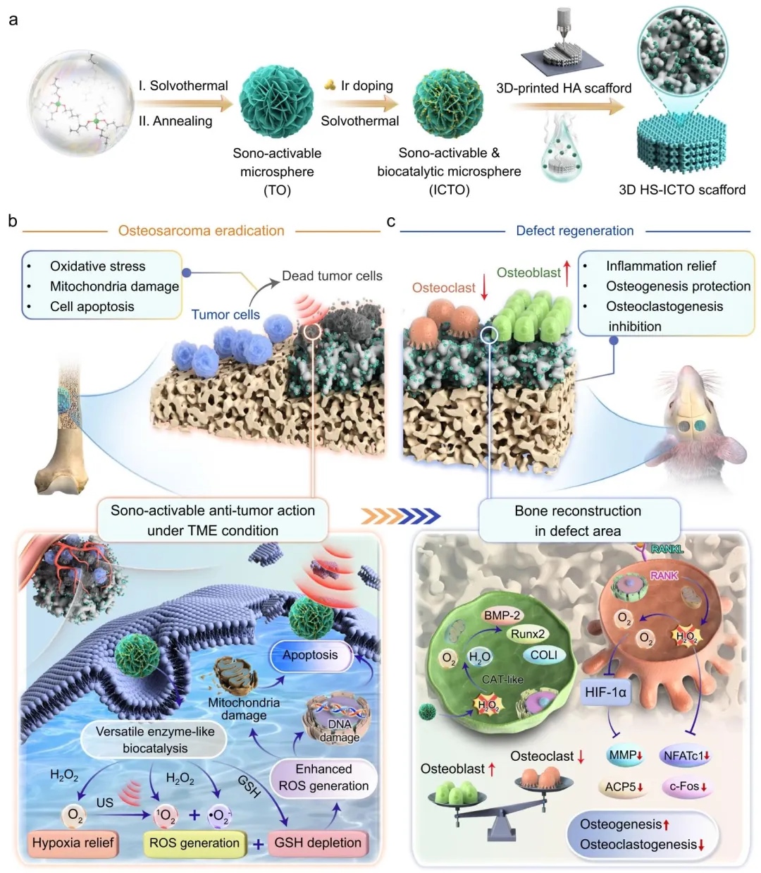 超声激活生物催化3D打印支架：智能序贯根除骨肉瘤与促进骨再生的一体化疗法
