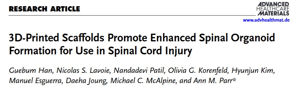 UMN开发定制3D打印硅胶支架，可促进脊髓类器官形成帮助修复脊髓损伤