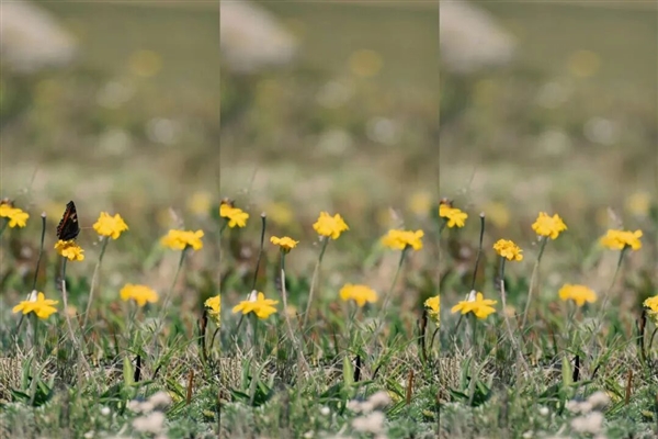隐姓埋名的小香蕉 悄悄吊着打所有生图模型！