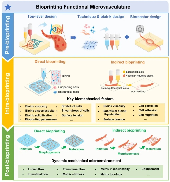 用于生物打印功能性微血管的生物力学与力学生物学设计