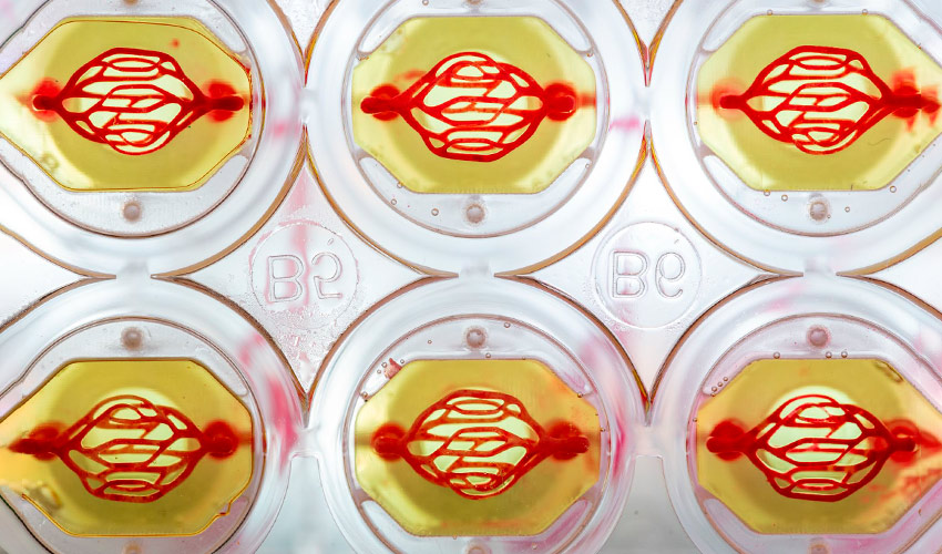Systemic Bio 利用生物3D打印水凝胶和人体细胞加速药物开发