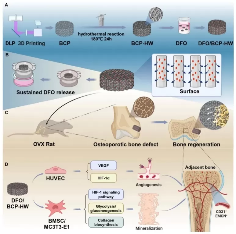 空心晶须修饰3D打印磷酸钙支架携去铁胺 “上阵”，为骨质疏松性骨再生 “开新路”