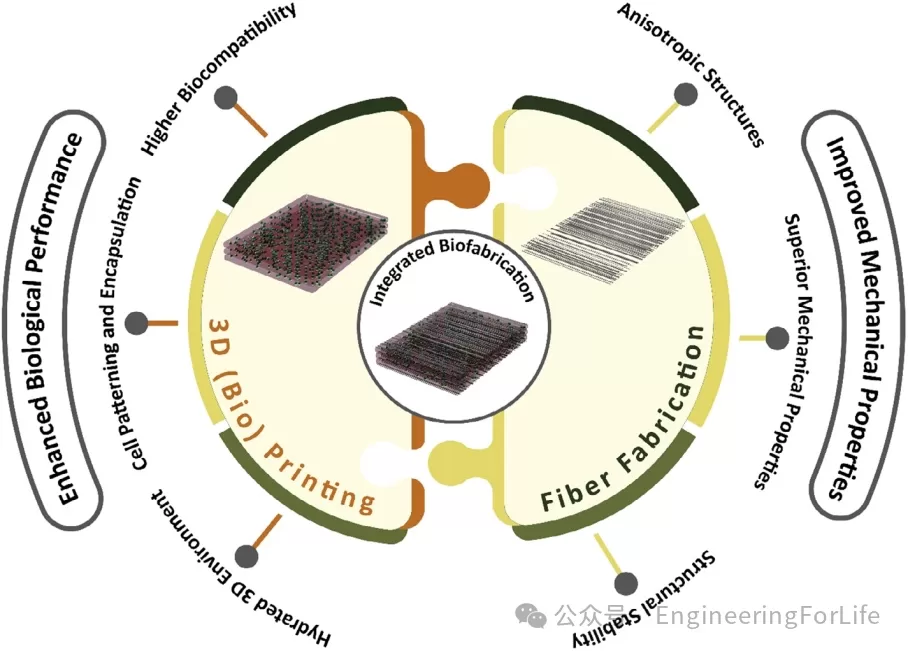 生物3D打印与纤维制造谱写组织工程“协”奏曲