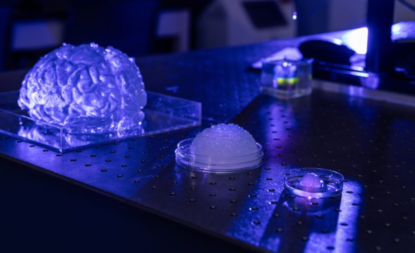 密苏里大学3D打印人脑比例模型，能够模拟人脑软组织的复杂性