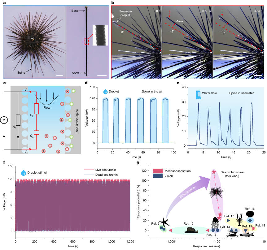 3D打印又上《Nature》：微纳3D打印复刻海胆感知能力，打造高性能水下传感器