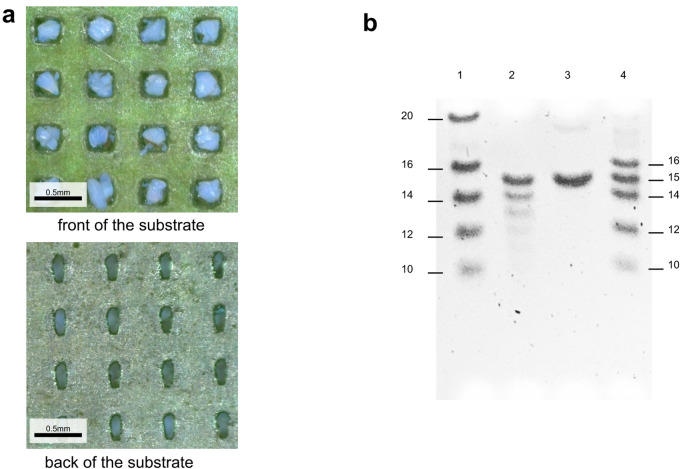 用于底物功能评价的DNA合成
