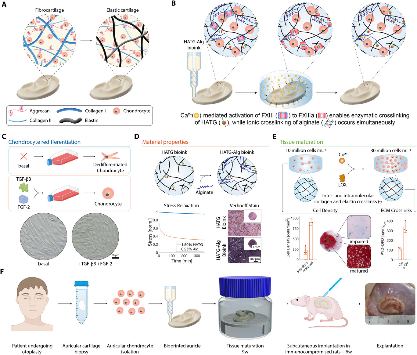 构建弹性软骨模拟耳廓移植物的组织工程研究