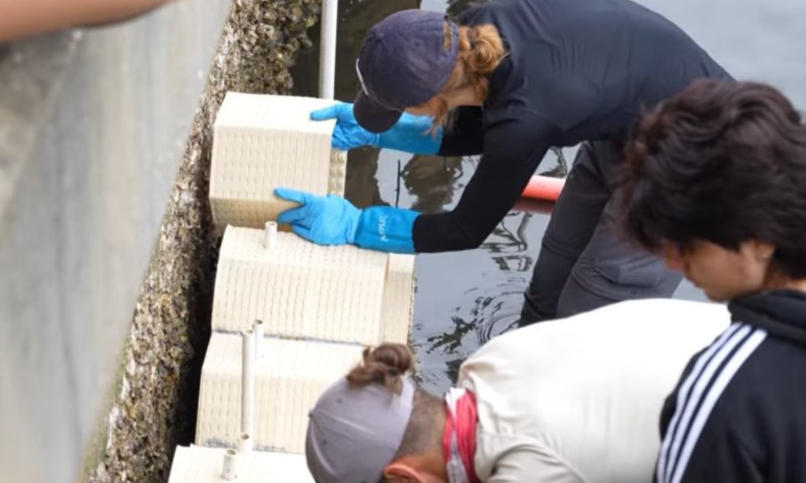 南佛罗里达大学在海堤布置3D打印粘土结构，助力恢复牡蛎种群生态环境