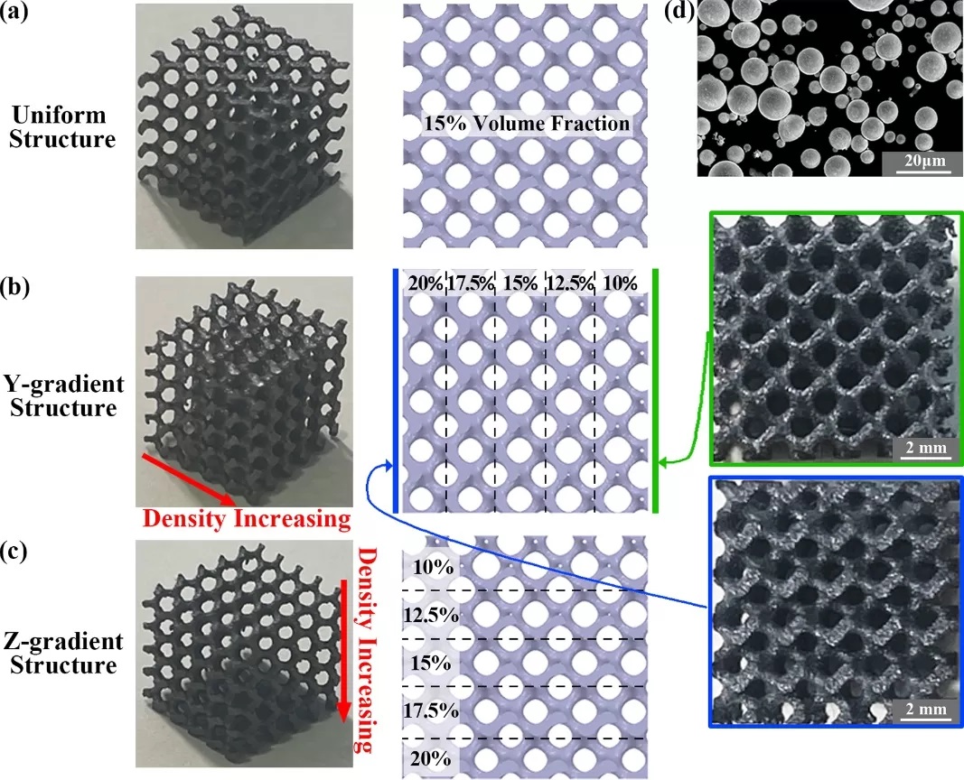 用于负重矫形应用的增材制造活性钽梯度晶格结构的疲劳性能和生物相容性