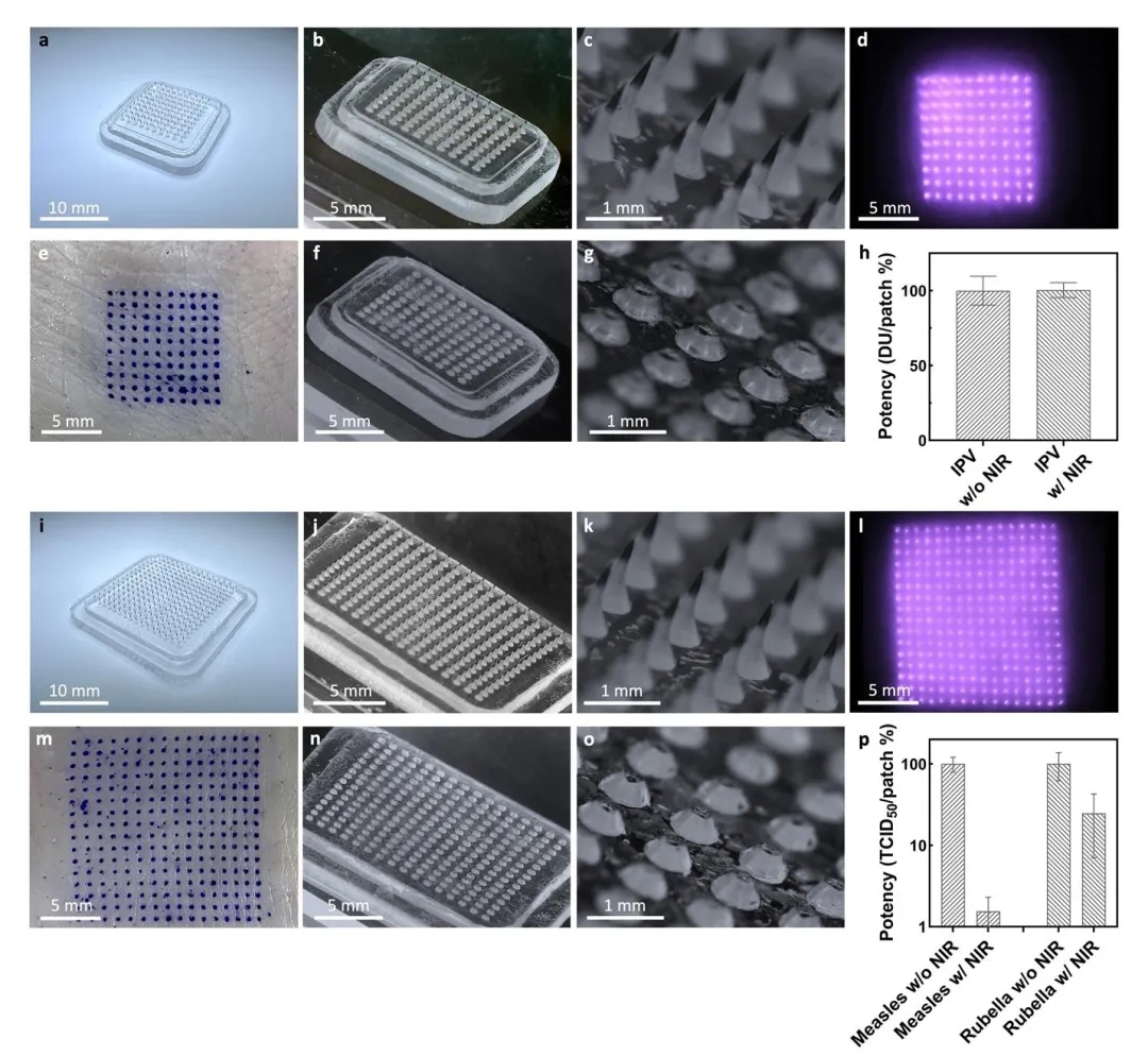 含有近红外粒子和灭活脊髓灰质炎疫苗（IPV-NIR MNP）或麻疹和风疹疫苗（MR-NIR MNP）的微针贴片