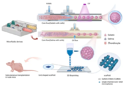 微流控软骨微球“携手”3D生物打印，促进耳廓软骨再生