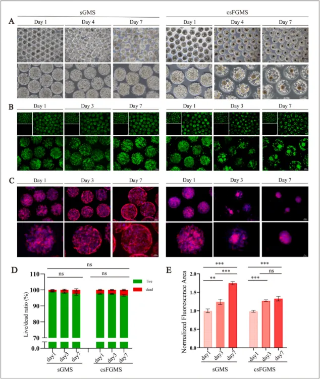  载软骨细胞的水凝胶微球的体外生物相容性评价