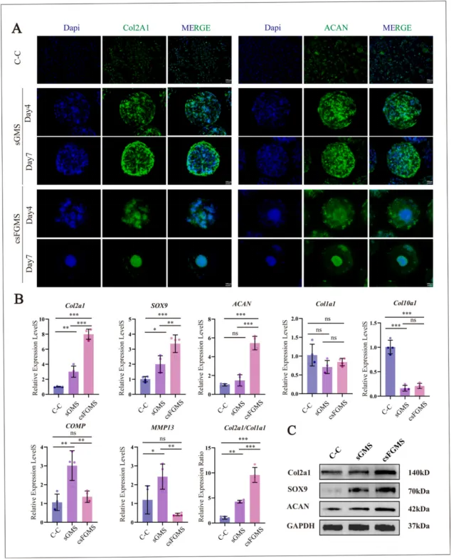 微球生态位内的软骨形成标志物表达与分子谱分析