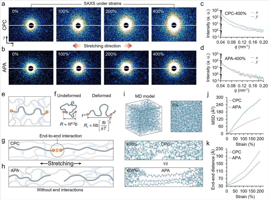 链端约束诱导弹性体增韧机制