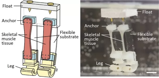 3D打印骨骼肌组织驱动的生物混合双足机器人