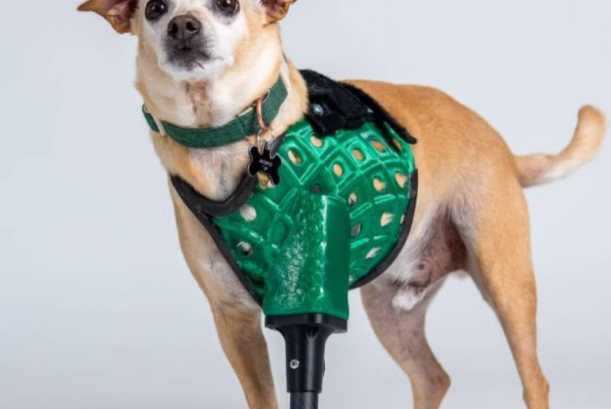 3D打印赋能宠物义肢：3DPets打造宠物定制化助行设备